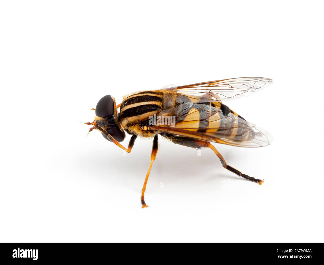 Hover fly colorés, Helophilus fasciatus, toilettage de ses yeux et la tête avec ses pattes avant. Vue de côté. Isolées. Banque D'Images