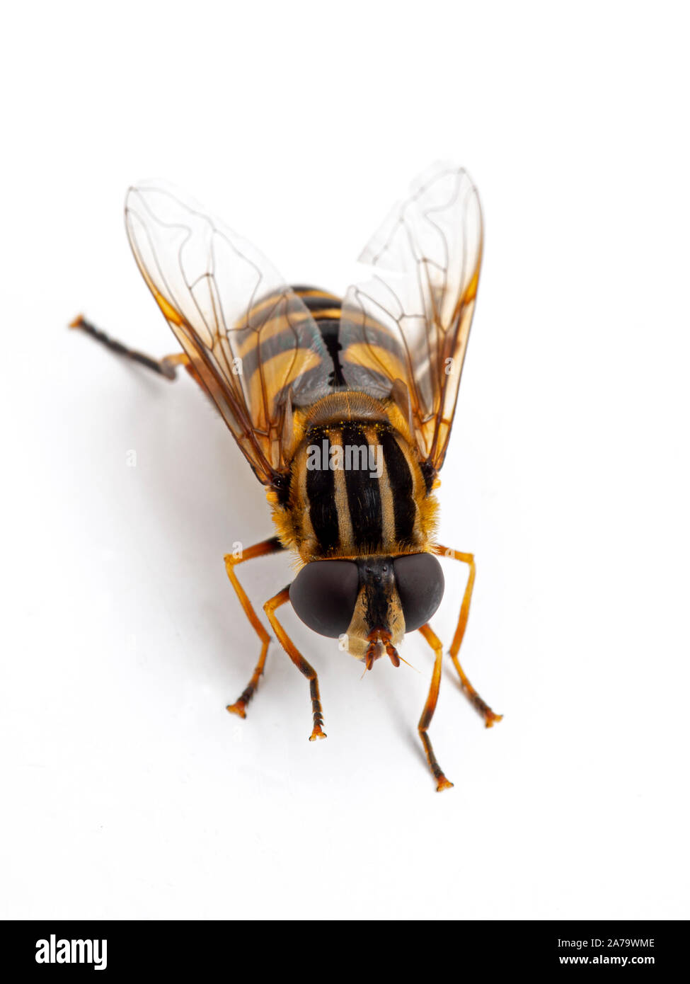 Hover fly colorés, Helophilus fasciatus reposant sur fond blanc. Vue dorsale. Isolées. La verticale Banque D'Images