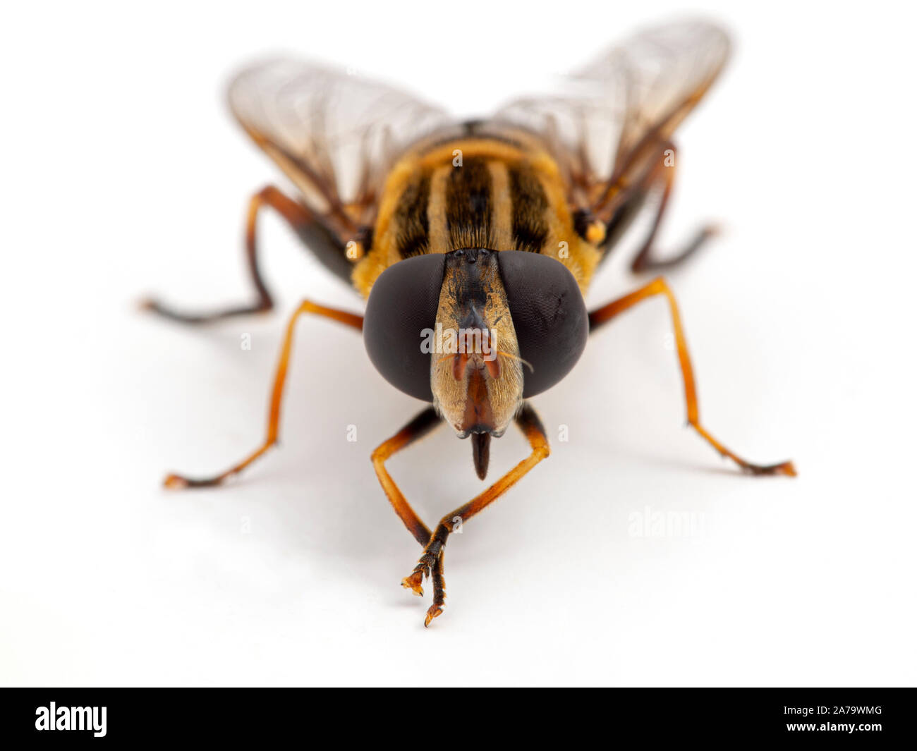 Close-up d'un hover fly, Helophilus fasciatus, frottant ses pattes avant ensemble. Vue avant, face à l'objectif. Isolées. Banque D'Images