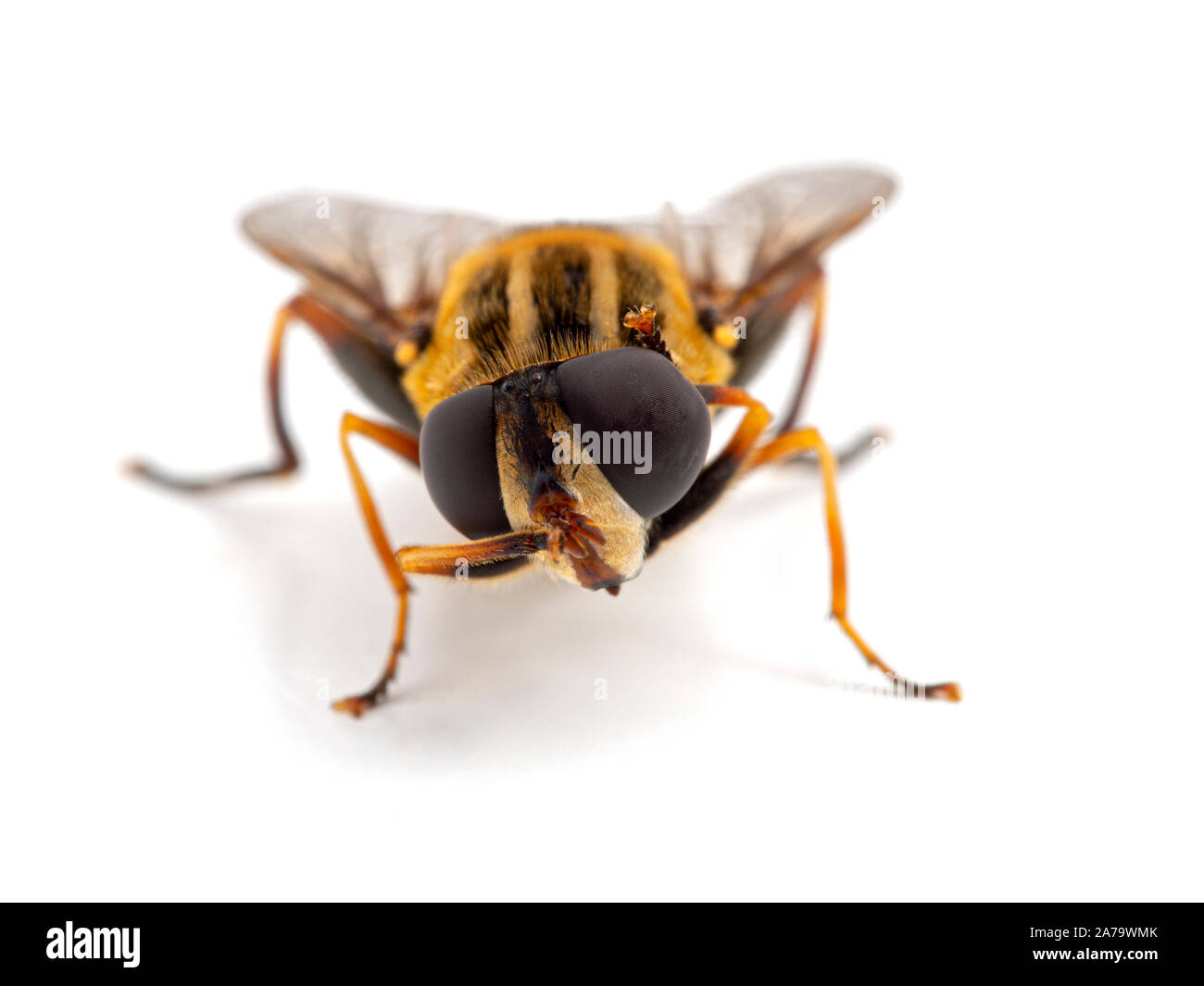 Close-up d'un hover fly, Helophilus fasciatus, nettoyer la tête et les yeux avec ses pattes avant. Vue avant, face à l'objectif. Isolées. Banque D'Images