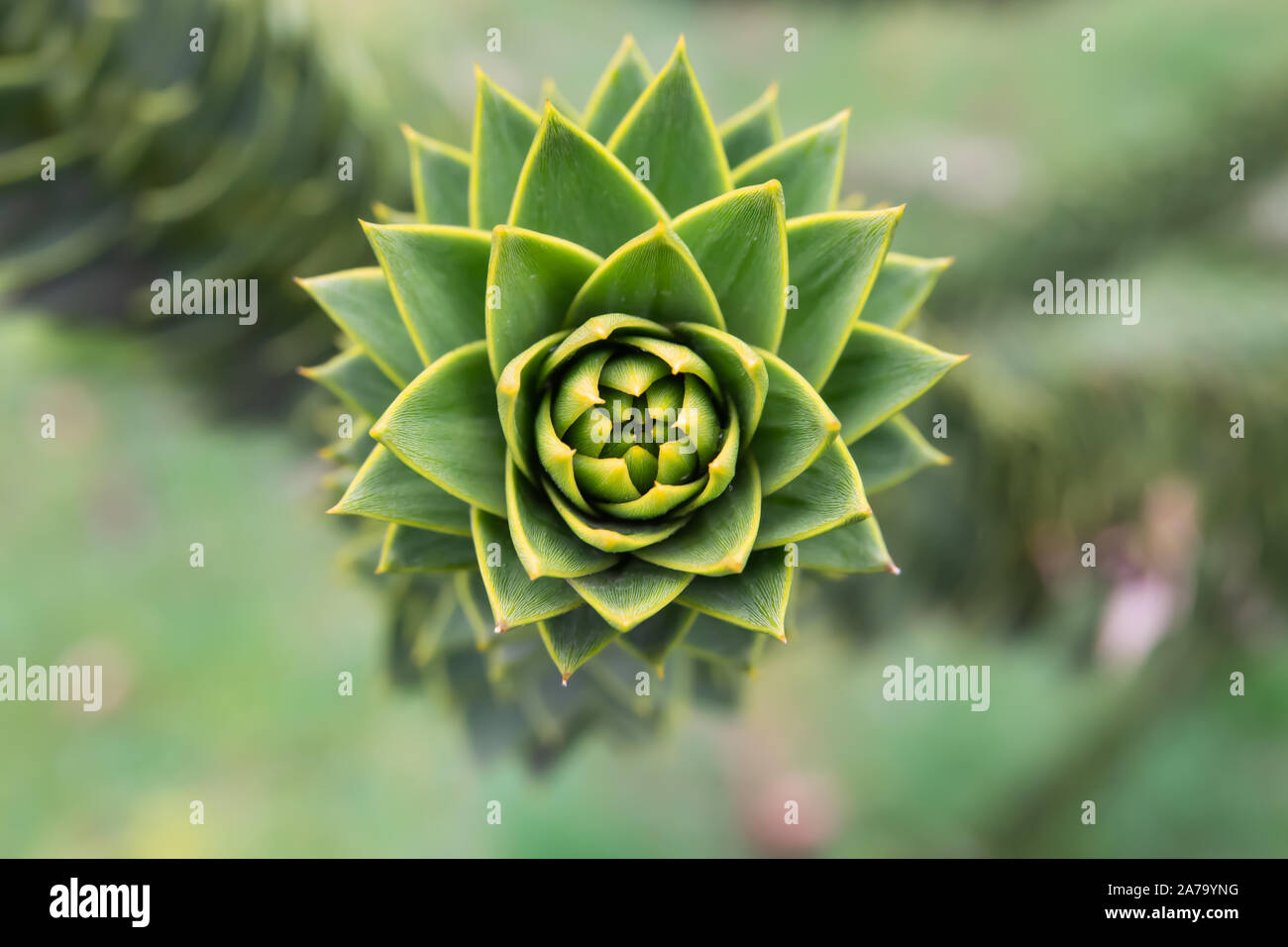 Monkey Puzzle de feuilles d'arbres en hiver Banque D'Images