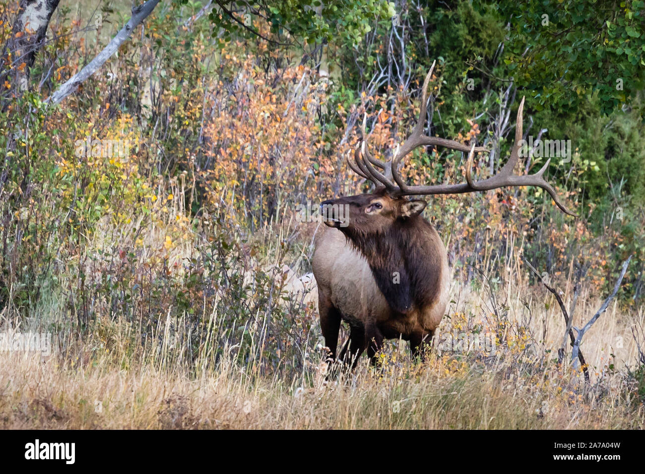 Grand bull elk debout sur une colline dans l'herbe profonde Banque D'Images