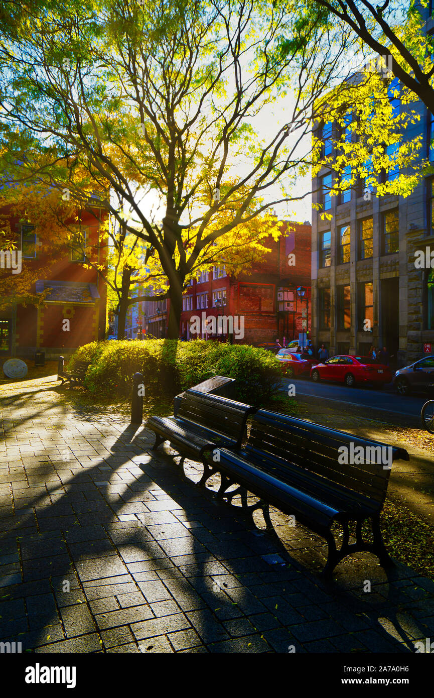 Montréal,Québec,Canada,octobre 29,2019.automne feuillage en parc public à Montréal,Québec,Canada.Credit:Mario Beauregard/Alamy News Banque D'Images