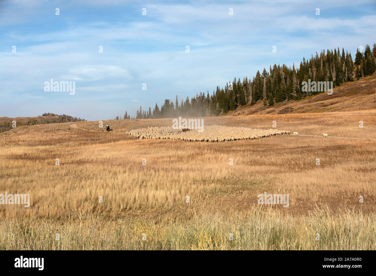 Troupeau de moutons chiens cheval haute. Berger sur le cheval, le chien et le grand troupeau de l'été. Le Roundup belles hautes prairies alpines. Banque D'Images