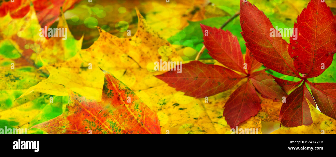 En arrière-plan de feuilles d'automne Banque D'Images