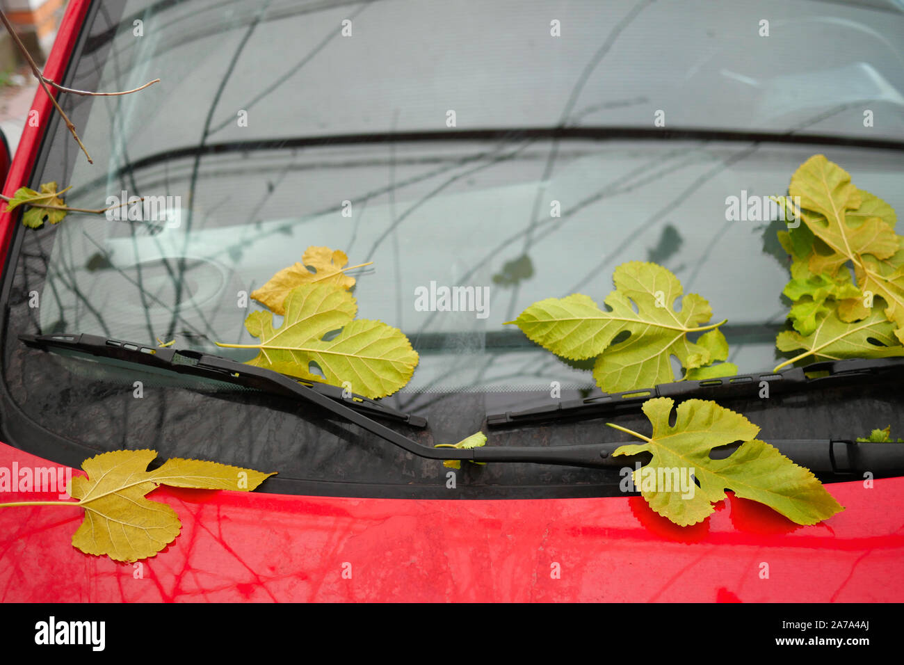 Humeur d'automne. Tombée feuilles jaunes sur le pare-brise et essuie-glaces, de voiture voiture rouge garée. Concept d'automne. Close-up. Banque D'Images