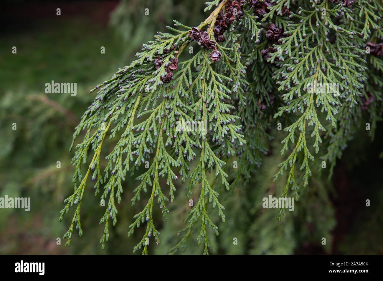 Nootka cedar Banque de photographies et d’images à haute résolution Alamy