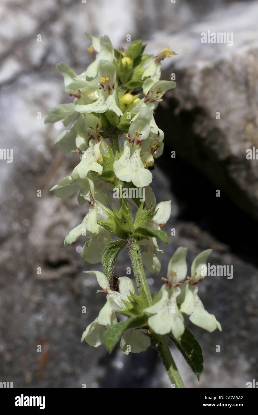 Stachys recta - plante sauvage. Plante qui fleurit en été. Banque D'Images