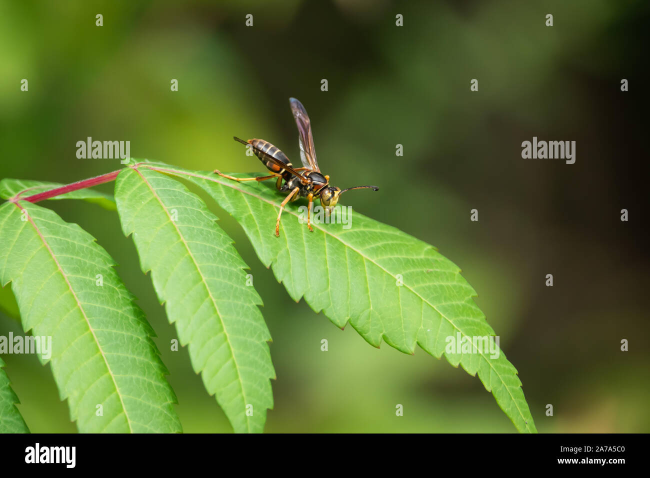 Northern Paper Wasp sur Leaf en été Banque D'Images