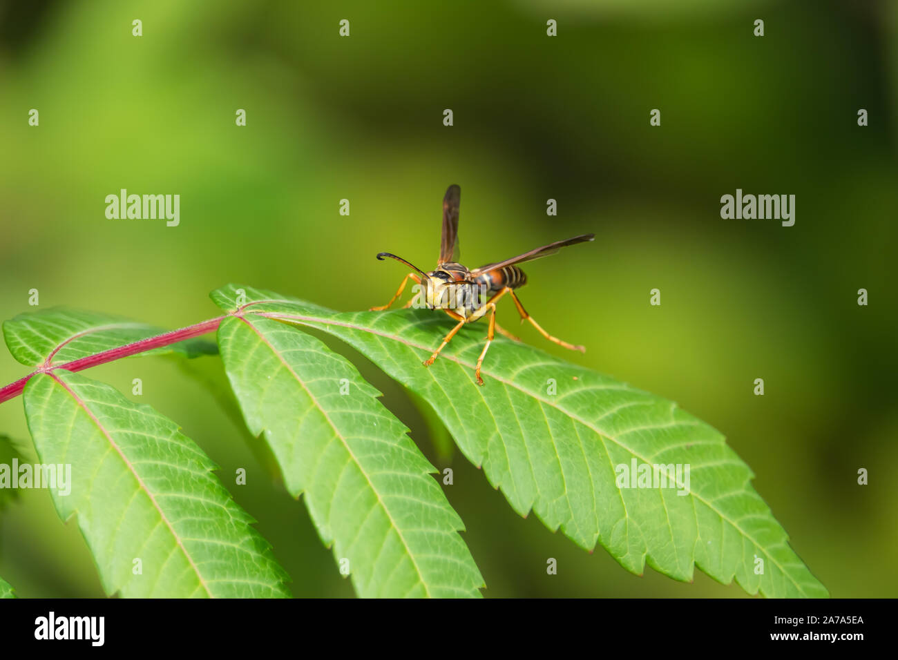 Northern Paper Wasp sur Leaf en été Banque D'Images