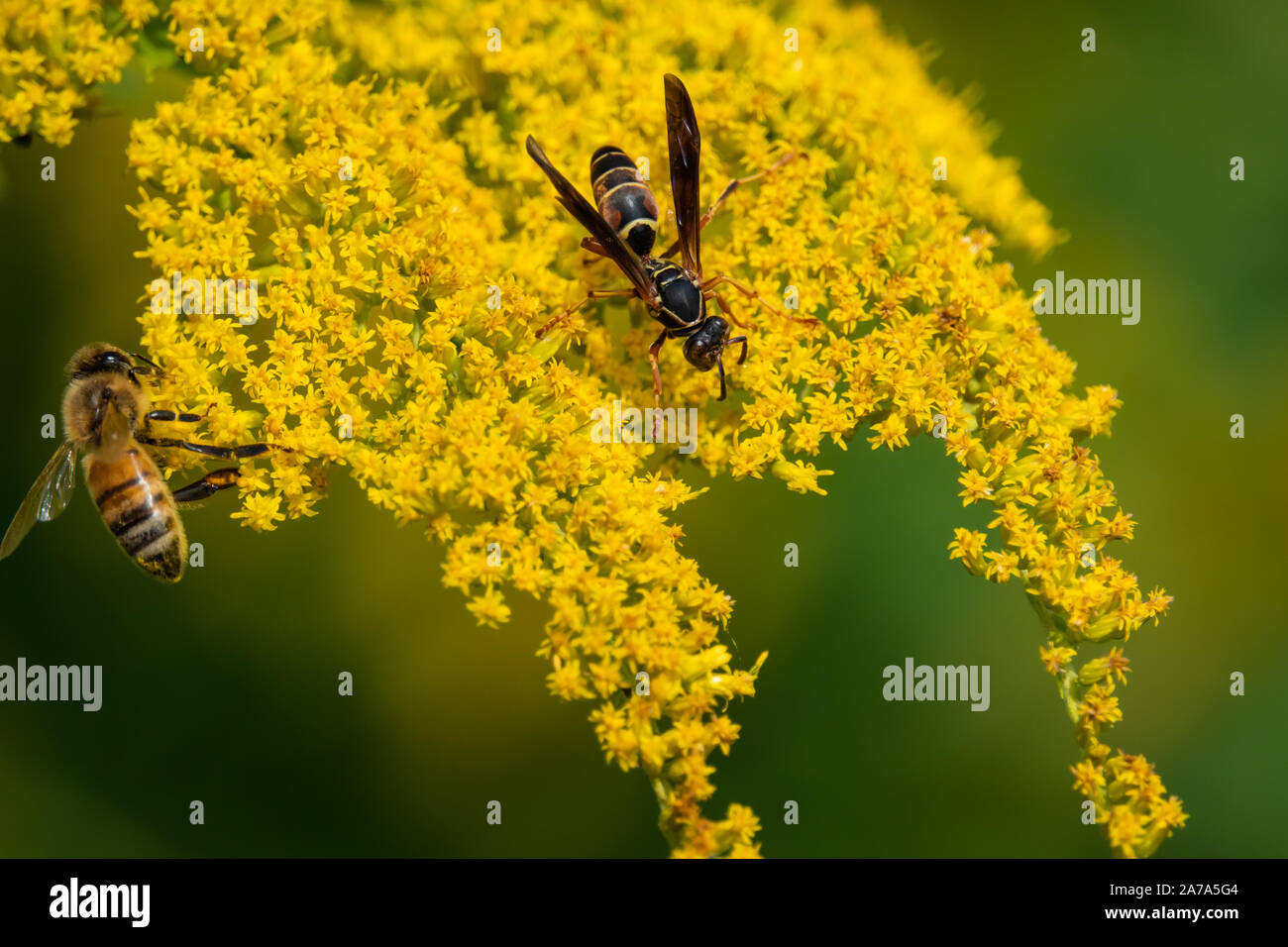 Northern Paper Wasp sur Fleurs Verge d'en été Banque D'Images