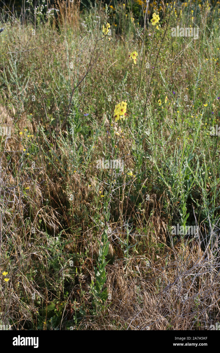 Verbascum blattaria - plante sauvage. Plante qui fleurit en été. Banque D'Images