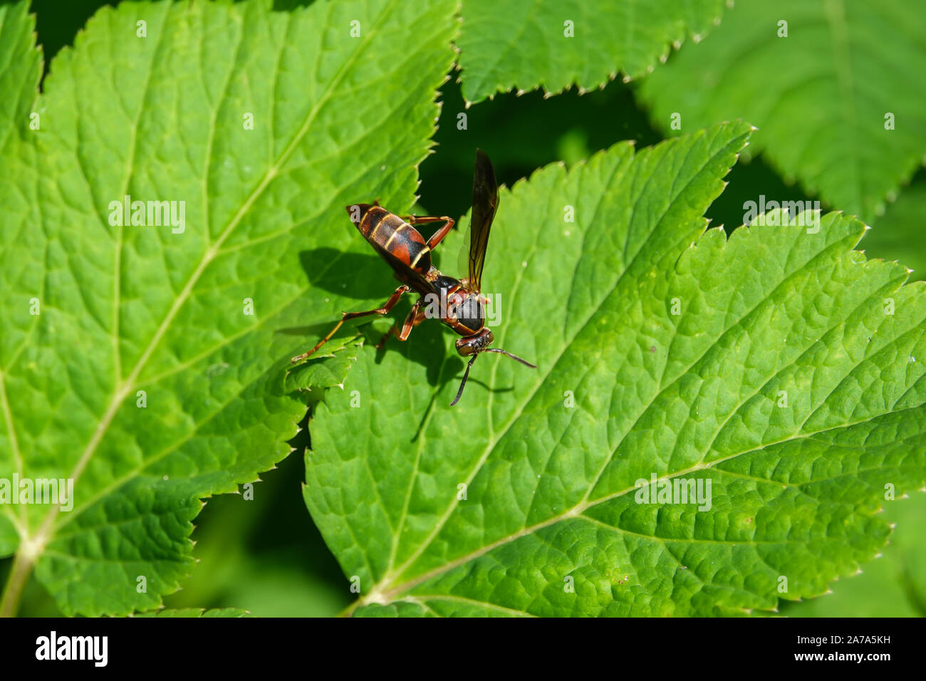 Northern Paper Wasp sur Leaf en été Banque D'Images