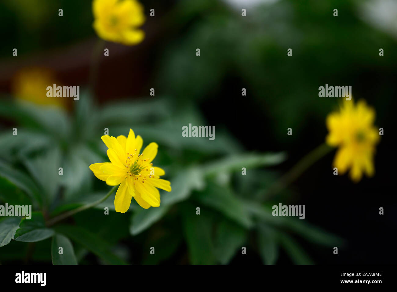 Anemone ranunculoides pleniflora jaune,anémones,fleurs,fleurs,fleurs,bois,bois,DE,ombre,ombragé,usine,ombragée floral,RM Banque D'Images