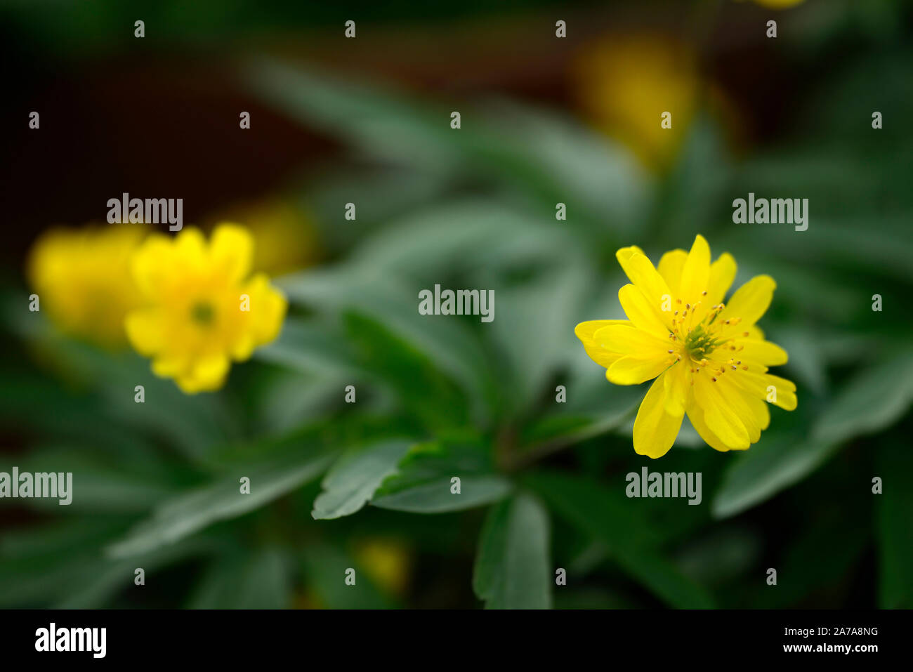 Anemone ranunculoides pleniflora jaune,anémones,fleurs,fleurs,fleurs,bois,bois,DE,ombre,ombragé,usine,ombragée floral,RM Banque D'Images