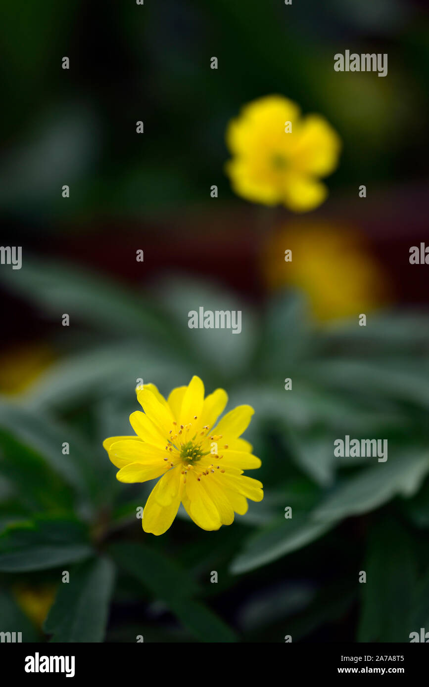 Anemone ranunculoides pleniflora jaune,anémones,fleurs,fleurs,fleurs,bois,bois,DE,ombre,ombragé,usine,ombragée floral,RM Banque D'Images