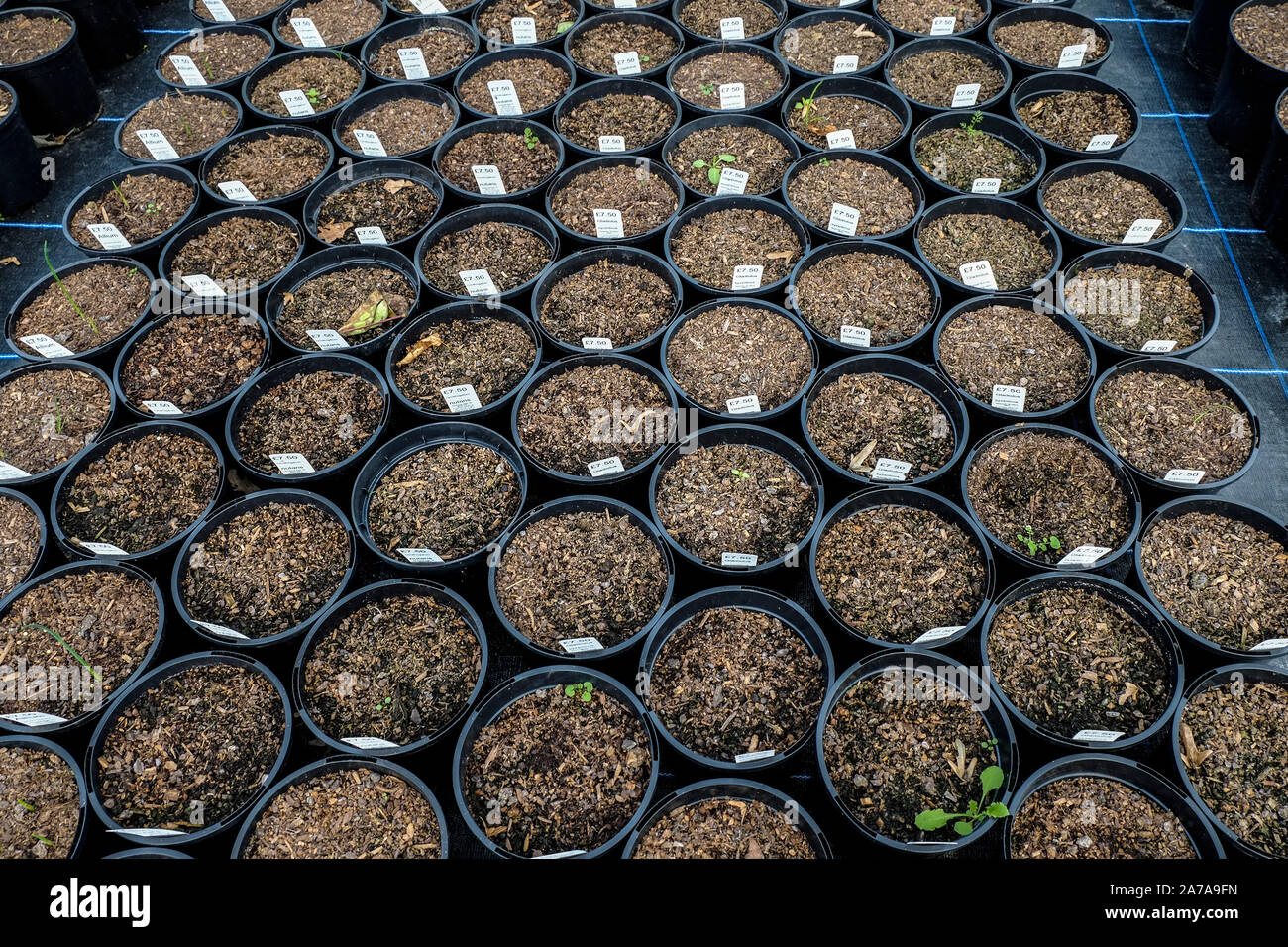 Plein Pots de compost plantés d'Ornithogalum Nutans et glaïeul byzance dans un "centre de jardin. Banque D'Images
