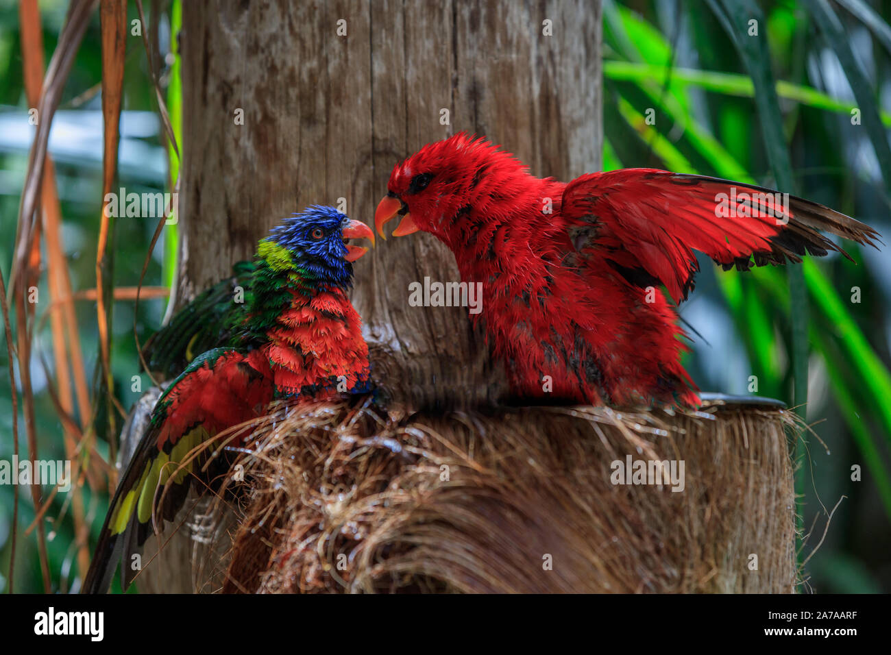 Les perroquets colorés dans le Parc Loro dans Tenerife. Espagne Banque D'Images
