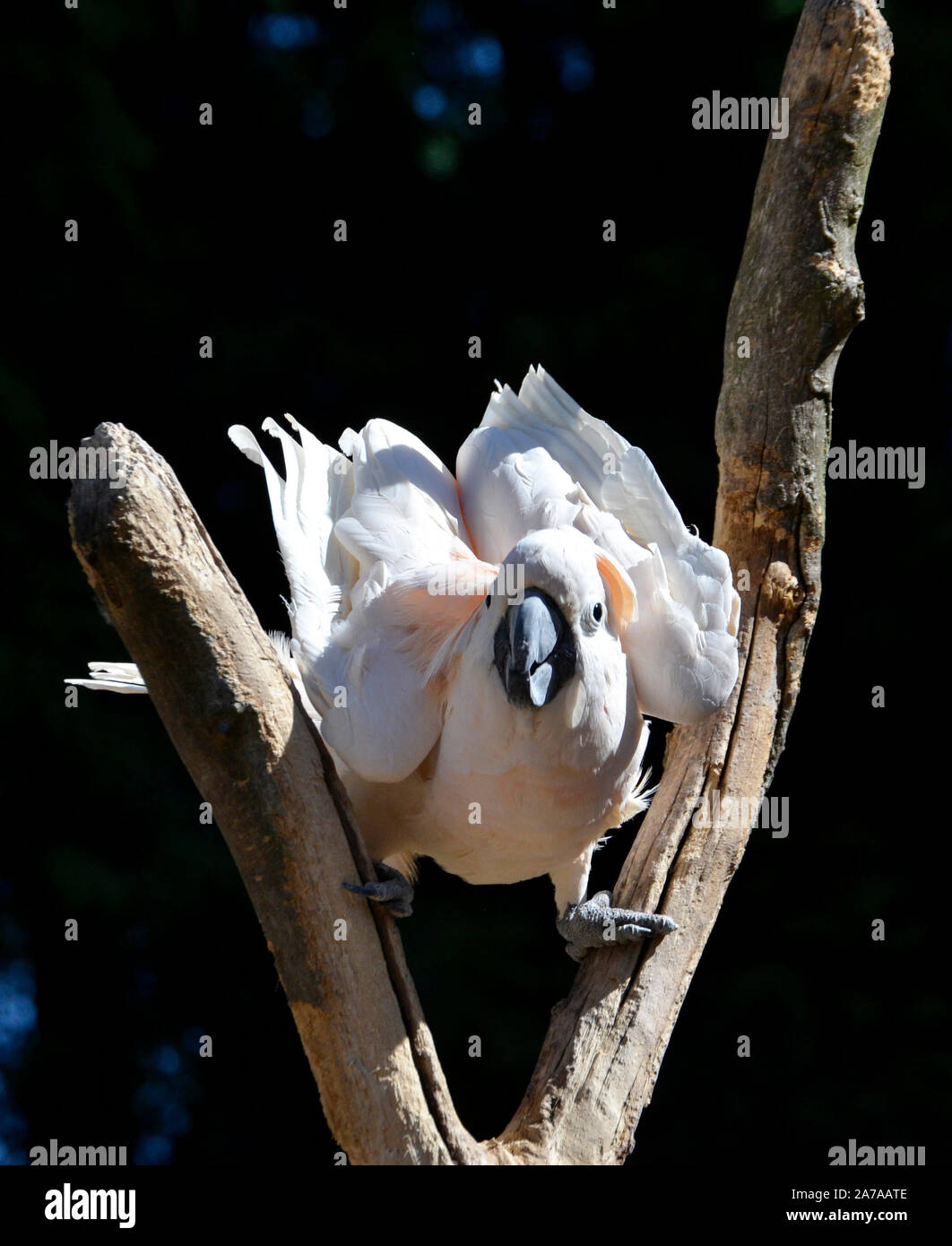 Pink Cockatoo perroquet à Tropical Birdland, Lindridge Lane, Desford, Leicestershire, Royaume-Uni Banque D'Images