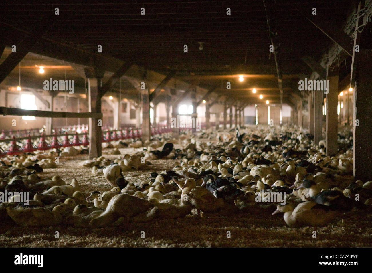 Les canards qui n'ont pas encore atteint le stade de maturité d'alimentation forcée dans un hangar de l'Hudson Valley Foie gras de la ferme dans la région de Ferndale, USA, 16 mars 2006. Banque D'Images