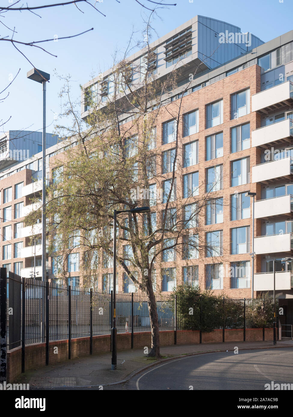 Hippophae salicifolia arbre stree, Southwark, Londres SE1 Banque D'Images