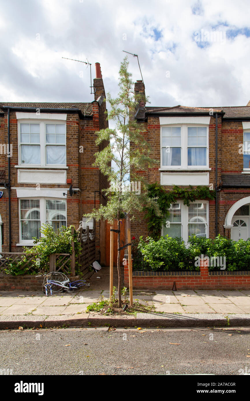 Hippophae salicifolia nouvellement plantés d'arbres de rue, Hammersmith, Londres W6 Banque D'Images