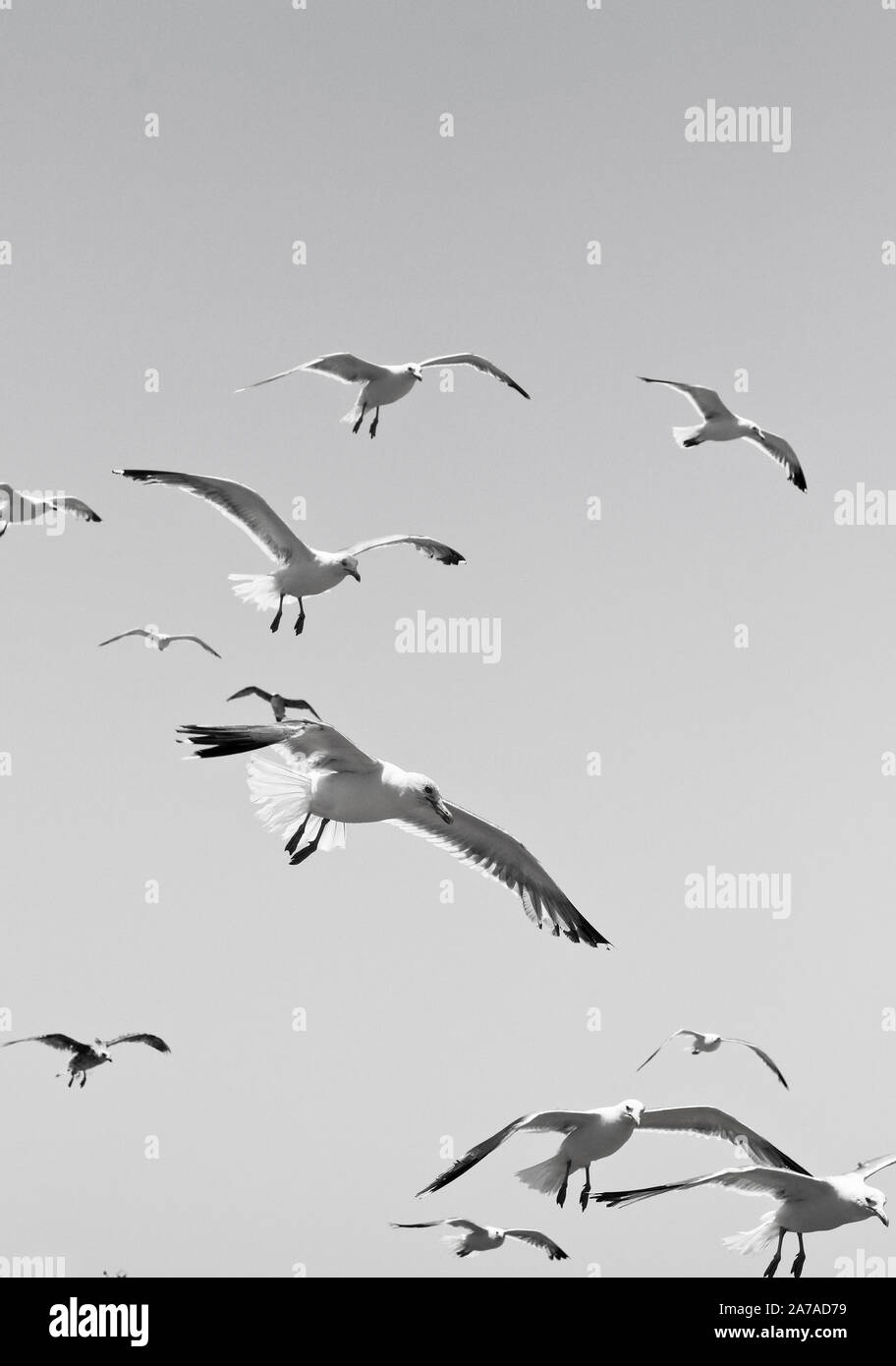 Port d'Essaouira, Maroc Banque D'Images