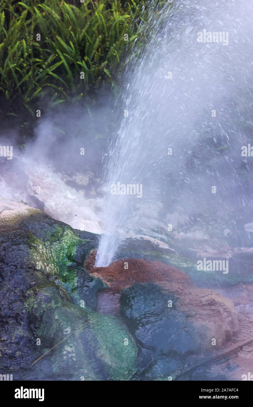 Un petit geyser éclate l'envoi de la vapeur et l'eau dans l'air lors de la Vallée volcanique de Waimangu dans Rotorua, Nouvelle-Zélande. Banque D'Images
