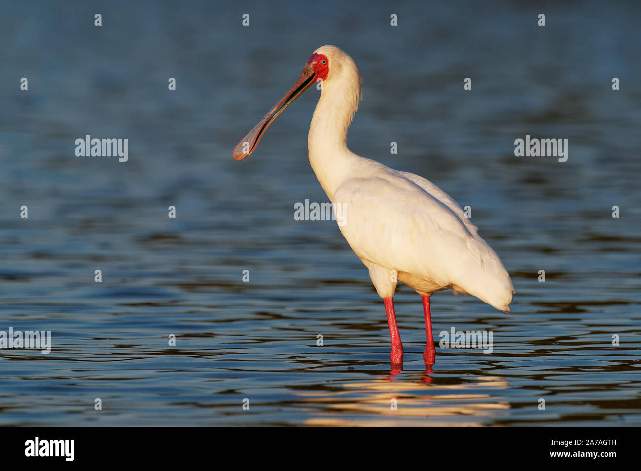 Spatule d'Afrique Platalea alba - échassier aux longues jambes de la famille des Threskiornithidae ibis et la spatule blanche. White Bird dans le bleu de l'eau, chasse, f Banque D'Images