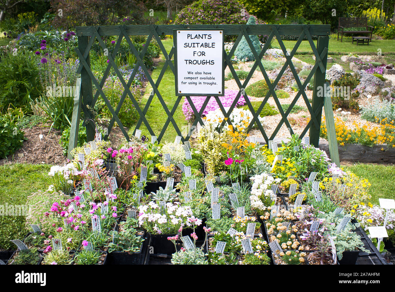 Un affichage de petites plantes alpines propices à la culture dans un creux montré à une pépinière dans le Wiltshire England UK Banque D'Images Un affichage de petites plantes alpines propices à la culture dans un creux montré à une pépinière dans le Wiltshire England UK Banque D'Images