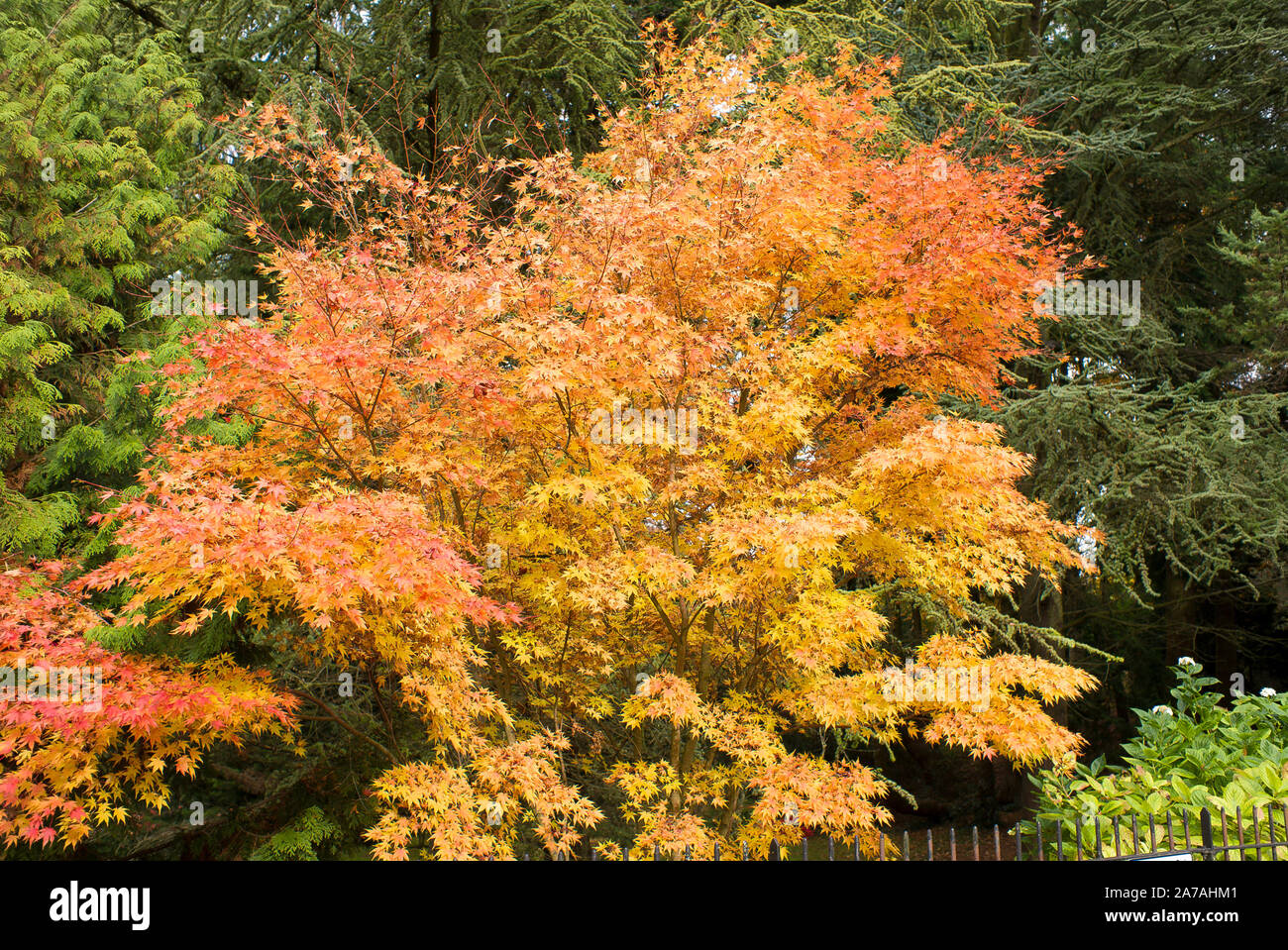 Une belle Acer palmatum Senkaki montrant son feuillage de l'automne dans les jardins botaniques de Bath Somerset England UK Banque D'Images