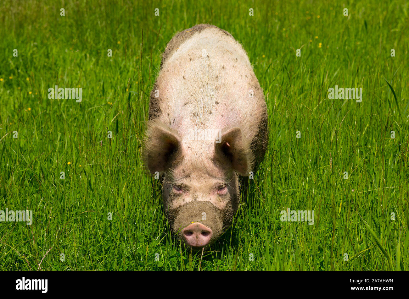 Secouru cochon dans un refuge pour animaux sur un pré vert est directement les yeux dans l'appareil photo Banque D'Images