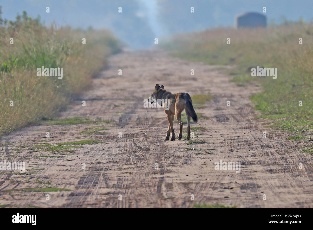 Une observation rare d'un loup rouge en voie de disparition en Caroline du Nord, la plus rare dans le monde de loup Banque D'Images