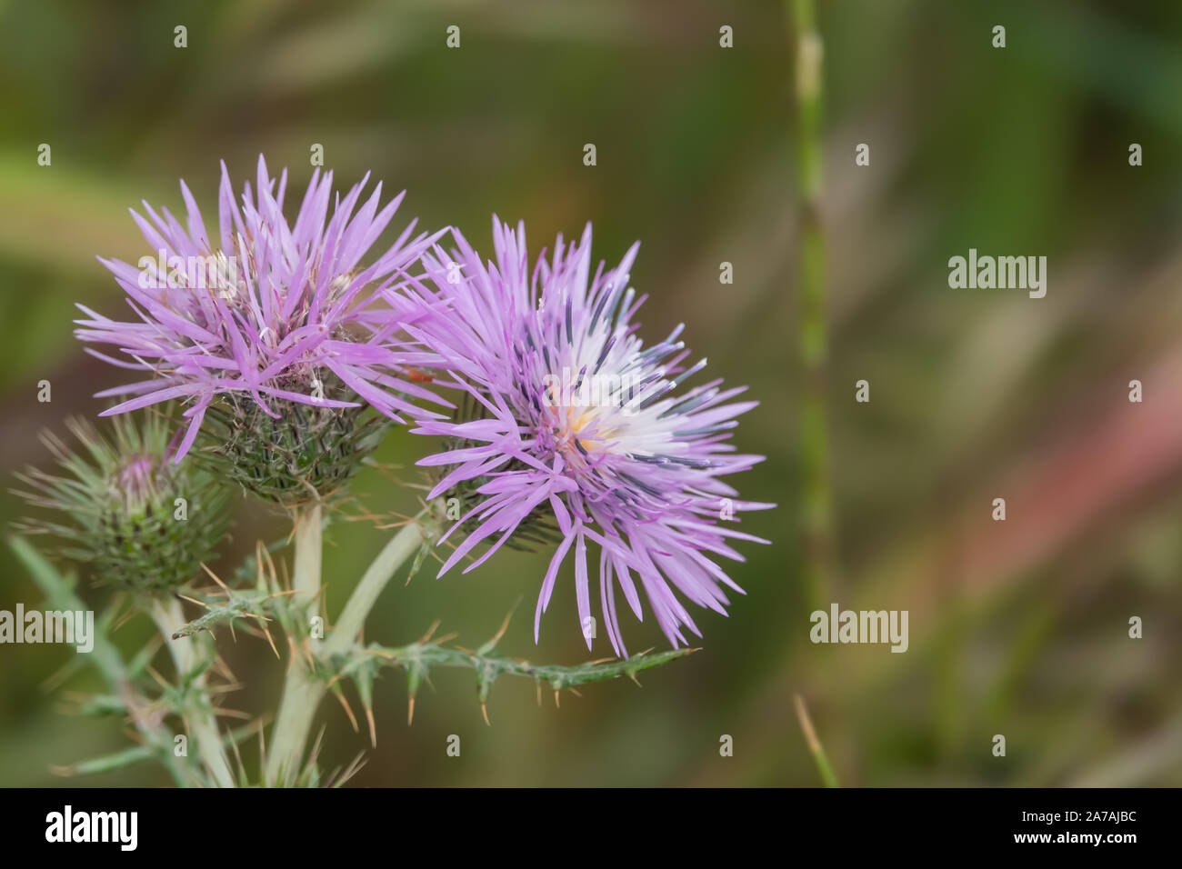 Le Chardon pourpre au printemps de l'Inflorescence Banque D'Images