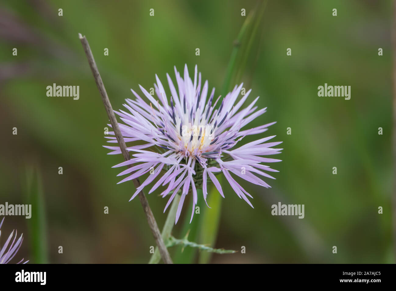 Le Chardon pourpre au printemps de l'Inflorescence Banque D'Images