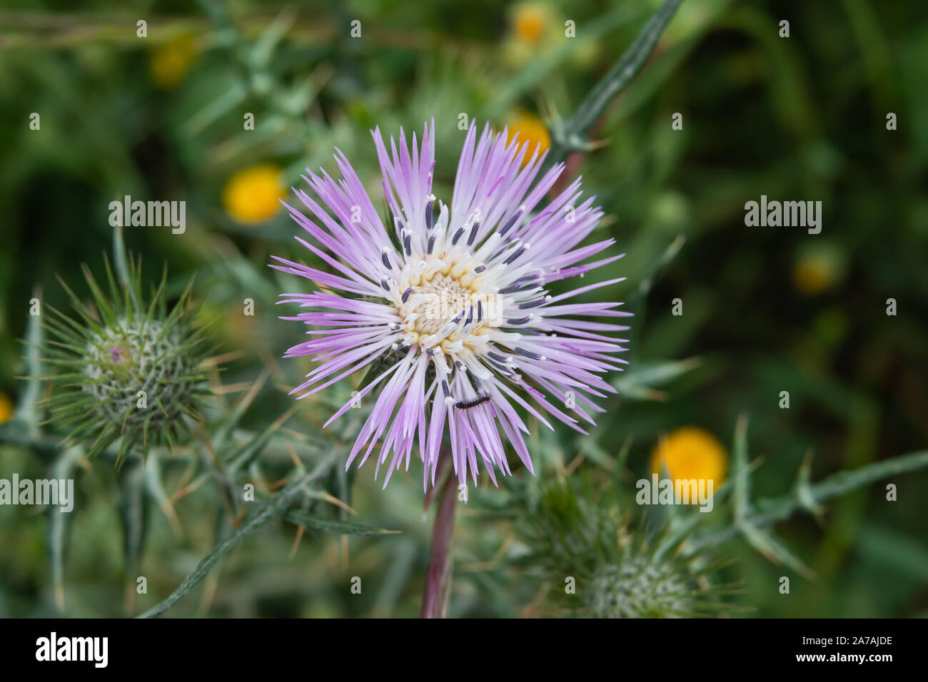 Le Chardon pourpre au printemps de l'Inflorescence Banque D'Images