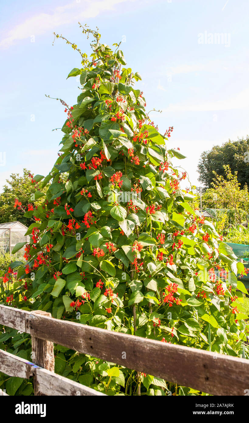 Les plantes en fleur Haricot grimpant sur un châssis wigwam sur un allotissement site. Banque D'Images