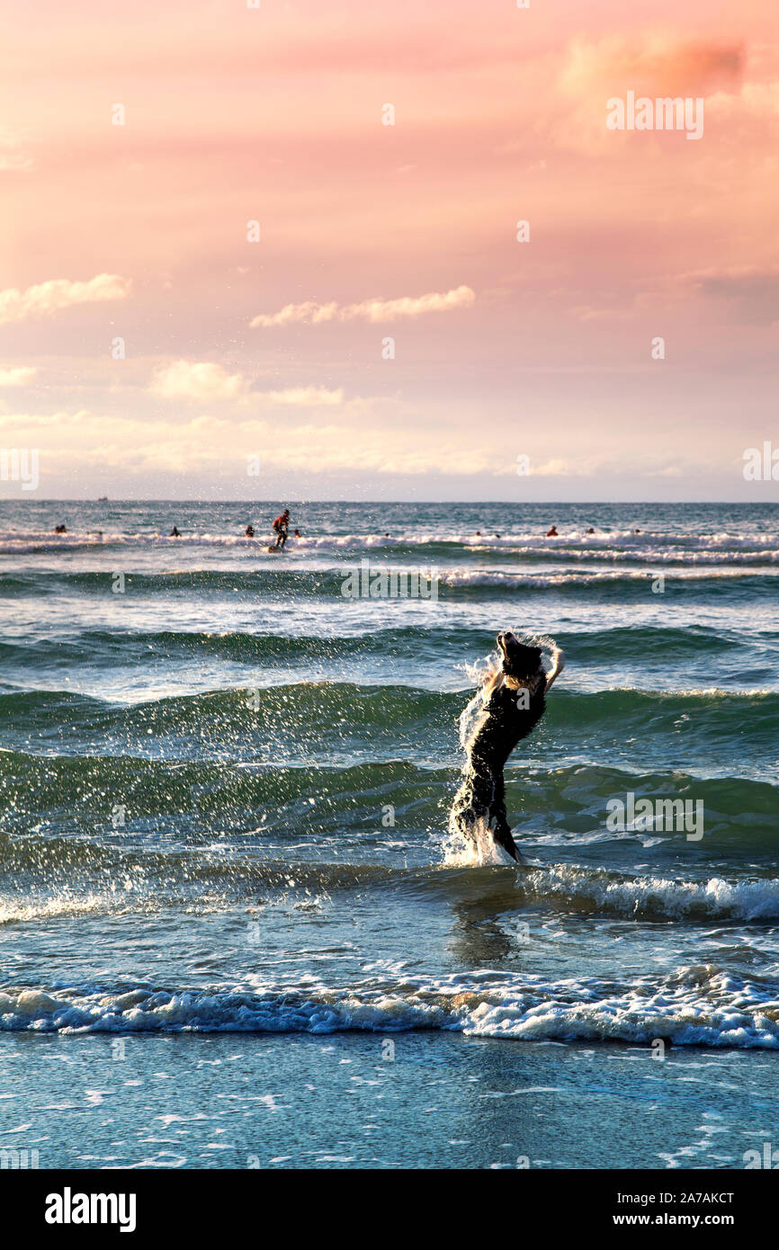 Chien sautant hors de la mer à la Côte des Basques, plage de surf à Biarritz, France Banque D'Images