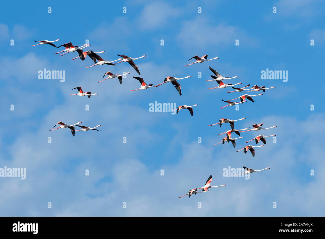 Plus de flamants roses (Phoenicopterus roseus en vol), Camargue, début mai, la France, par Dominique Braud/Dembinsky Assoc Photo Banque D'Images