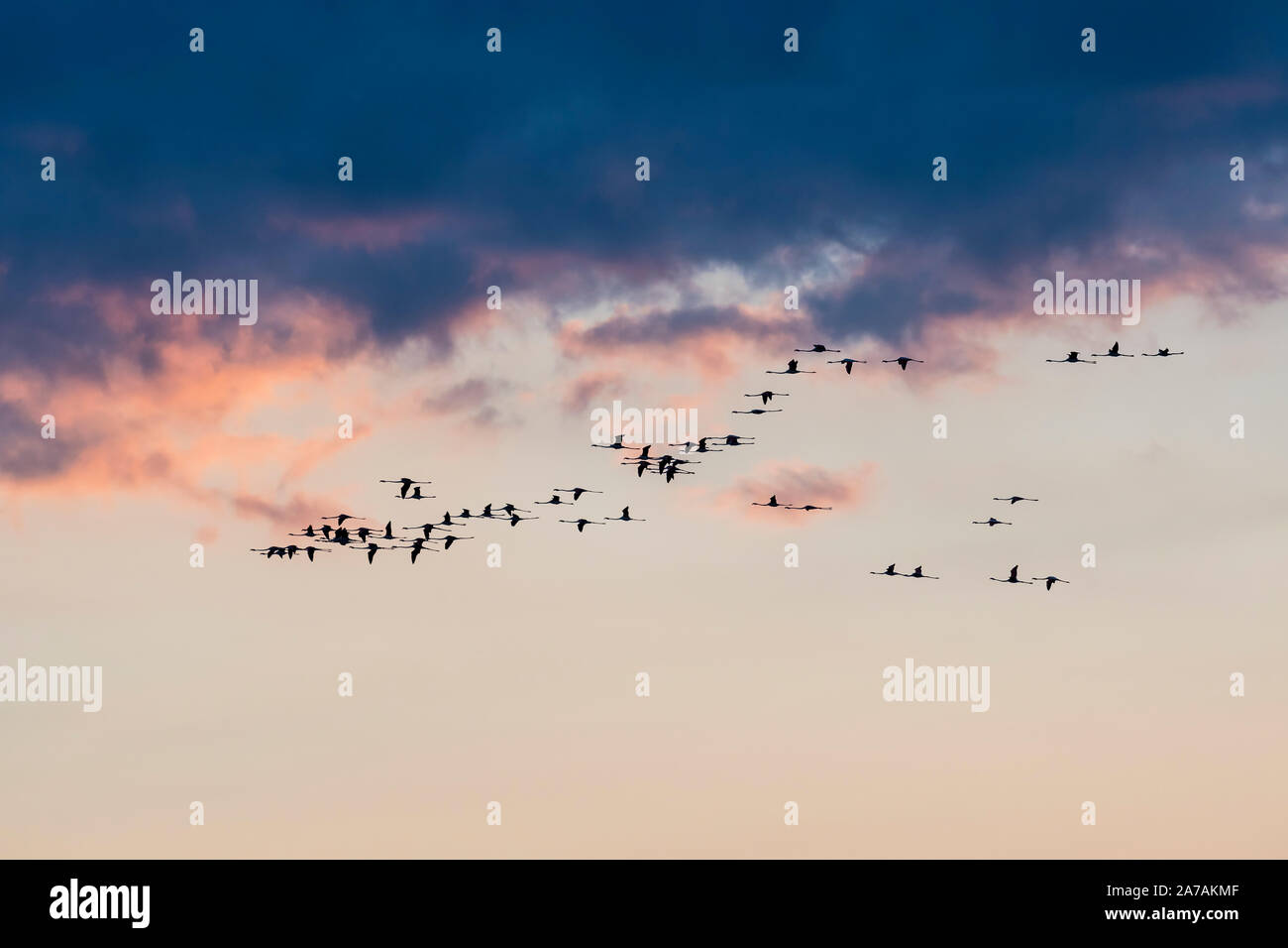Plus de flamants roses (Phoenicopterus roseus en vol), Camargue, début mai, la France, par Dominique Braud/Dembinsky Assoc Photo Banque D'Images