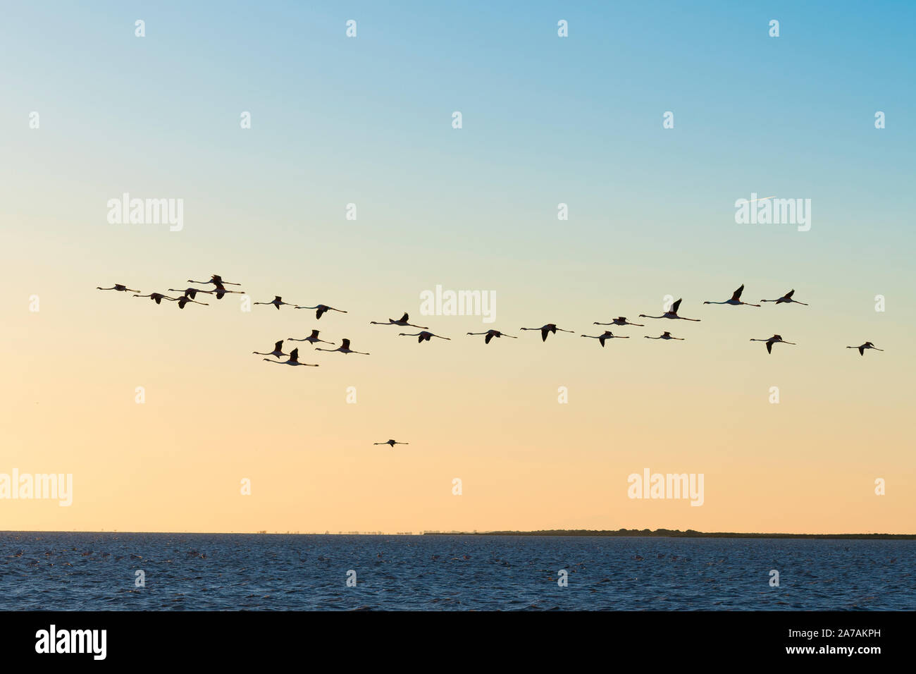 Plus de flamants roses (Phoenicopterus roseus en vol), Camargue, début mai, la France, par Dominique Braud/Dembinsky Assoc Photo Banque D'Images