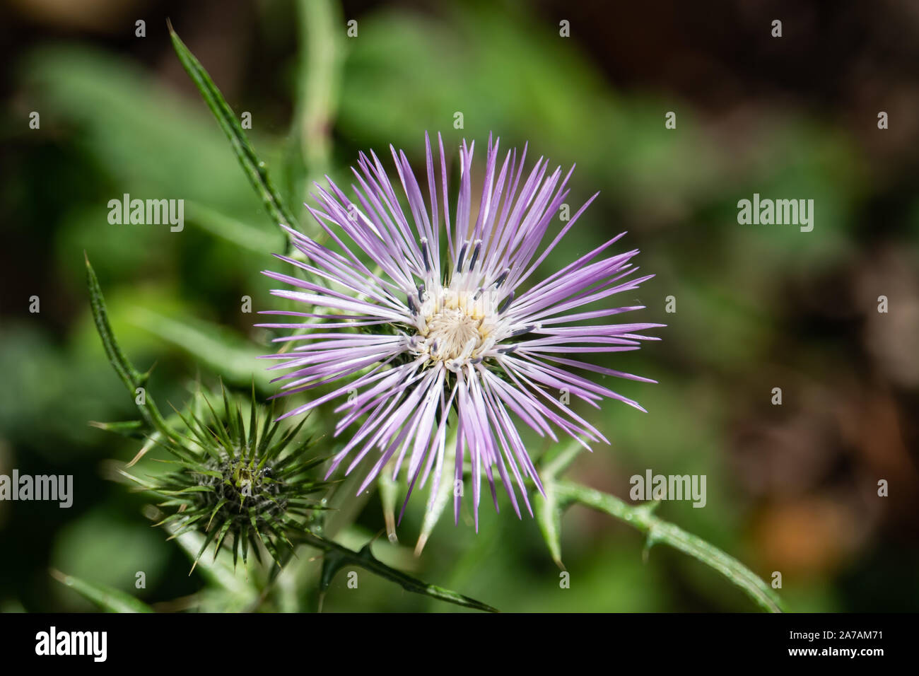 Le Chardon pourpre au printemps de l'Inflorescence Banque D'Images