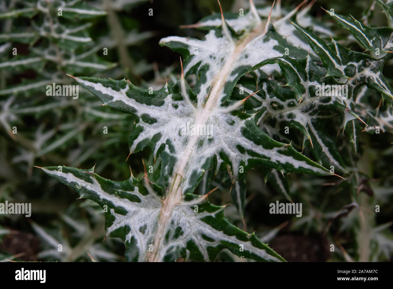 Le Chardon pourpre Feuilles en hiver Banque D'Images