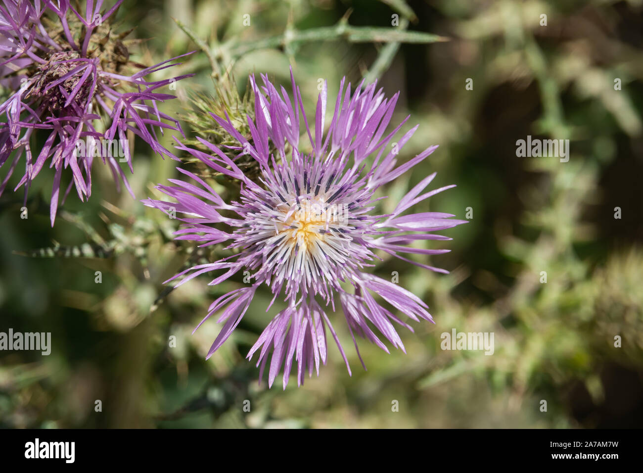 Le Chardon pourpre au printemps de l'Inflorescence Banque D'Images