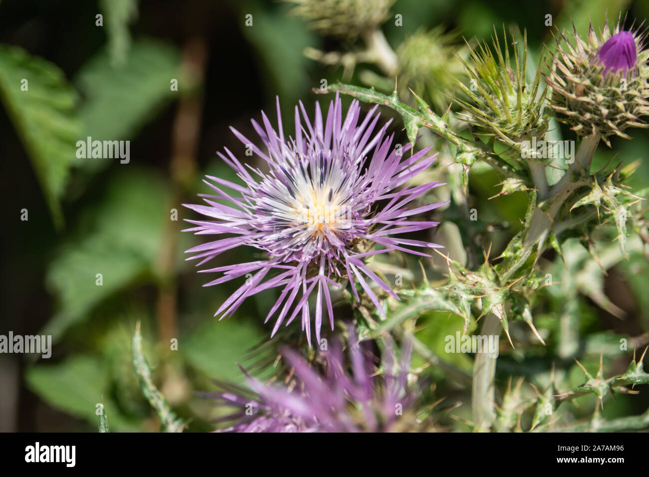 Le Chardon pourpre au printemps de l'Inflorescence Banque D'Images