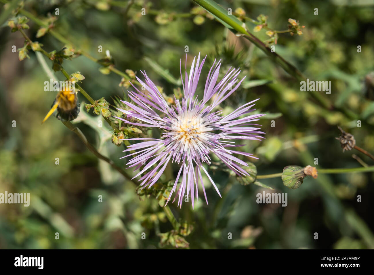 Le Chardon pourpre au printemps de l'Inflorescence Banque D'Images