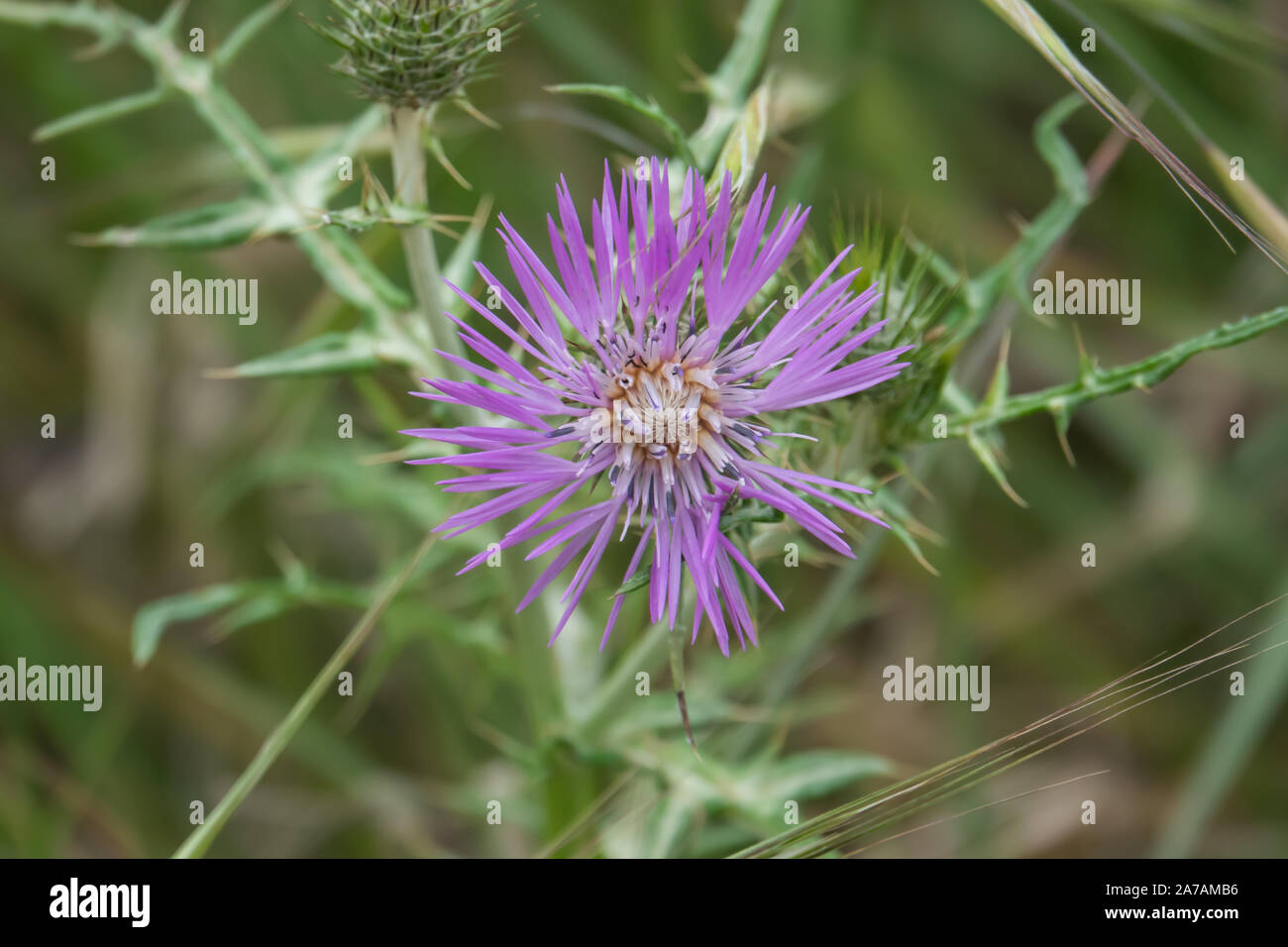 Le Chardon pourpre au printemps de l'Inflorescence Banque D'Images