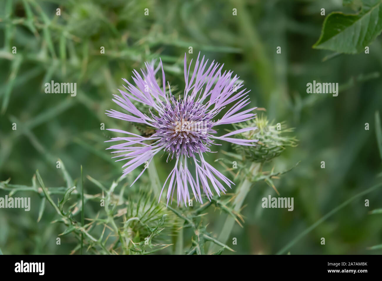 Le Chardon pourpre au printemps de l'Inflorescence Banque D'Images