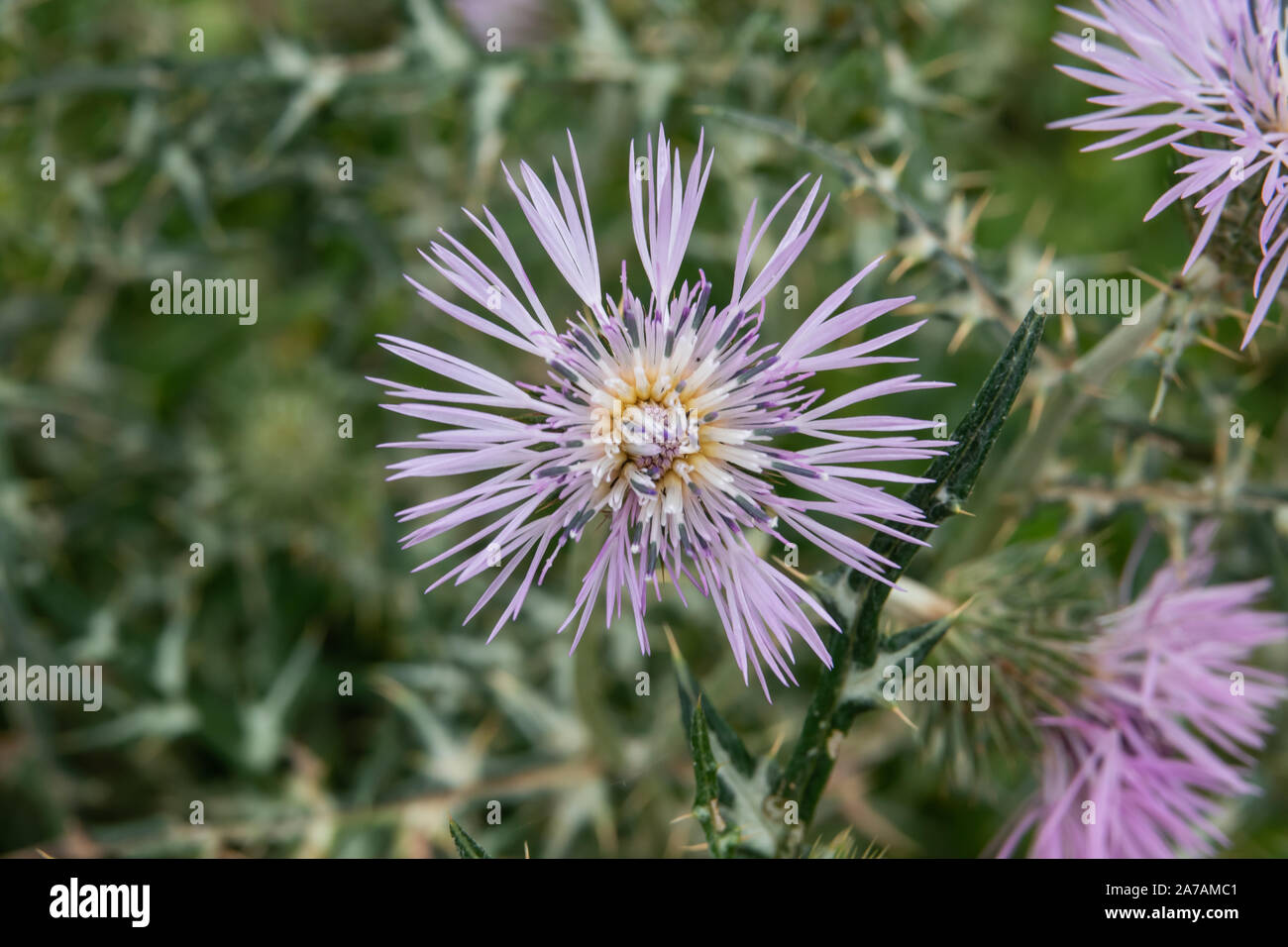 Le Chardon pourpre au printemps de l'Inflorescence Banque D'Images