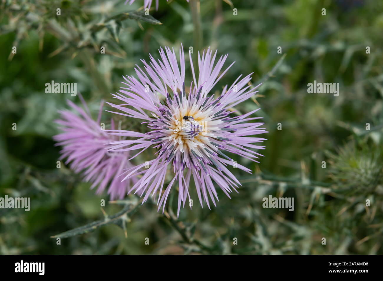 Le Chardon pourpre au printemps de l'Inflorescence Banque D'Images